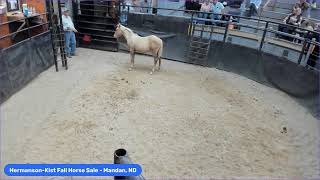 HermansonKist Fall Horse Sale  Mandan ND [upl. by Rayburn923]