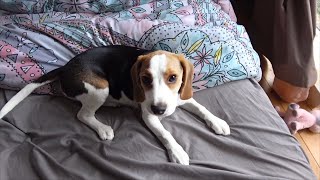 Beagle puppy howling for the first time [upl. by Aziaf]