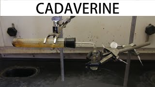 How to make cadaverine the smell of death [upl. by Dasteel482]