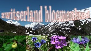 ALPENFLORA ZWITSERLAND BLOEMENLAND [upl. by Wilda]