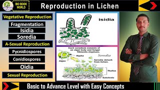 Reproduction in Lichens  Vegetative  A Sexual Reproduction  Sexual Reproduction in Lichen [upl. by Brooks724]