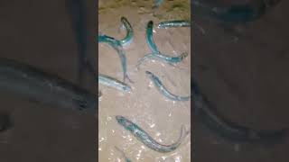 These fish mate in the sand [upl. by Tak]