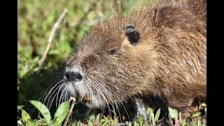 Coipo Myocastor coypus [upl. by Dray696]