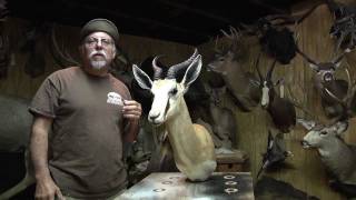 Testas Taxidermy Tips  Mount Cleaning [upl. by Eleanore]