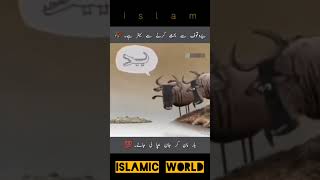 Islamic information video by Islamic world love [upl. by Templer]