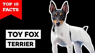 Toy Fox Terrier  Top 10 Facts [upl. by Ayotol]