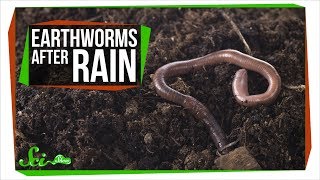 Why Do Earthworms Come Out After It Rains [upl. by Leidag]