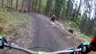 Bear on the Bikepark  SLOW MOTION  Malino Brdo SLOVAKIA [upl. by Nertie]