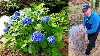 Why Isnt My Hydrangea Blooming 🙁🤔 What Can Be Done About It 👍💚😉😁 [upl. by Kathleen]