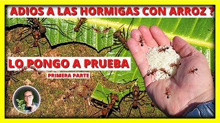 COMO ELIMINAR las HORMIGAS CORTADORAS o ZOMPOPOS del HUERTO Y EL JARDIN con ARROZ  Gio de la Rosa [upl. by Mcmullan]