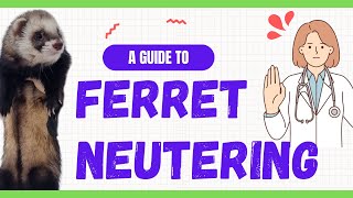 The Truth about Ferret Neutering A Complete Guide [upl. by Ettenuahs330]