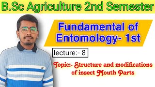 Mouthparts modifications  Insect mouth  BSC Agriculture 2nd semester Fundamental of Entomology 1 [upl. by Mariette177]