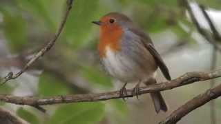 European Robin Erithacus rubecula Singing [upl. by Akenal]