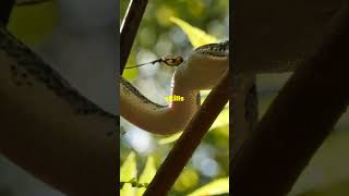 The Secrets of Pythons Natures Master Hunters [upl. by Auliffe]