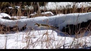 Colorado Long Tailed Weasel [upl. by Rexford]