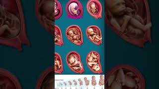 Baby Doing Growing Up In The Moms Womb During Pregnancy 🥰🫄💞 shortvideo pregnancy [upl. by Tiras]