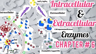 Differentiate Between Intracellular amp Extracellular Enzymes Biology Science Concepts ChapEnzymes [upl. by Grube]