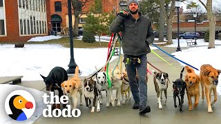 Professional Dog Walker Teaches Pack Of Dogs How To Perfectly Behave On Walks  The Dodo [upl. by Micheline254]