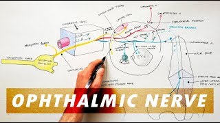 Trigeminal Nerve  1  Opthalmic Nerve  Course and Distribution [upl. by Liponis636]