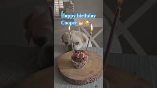 Happy birthday Cooper 🎂 pug funnyanimals dogs funny [upl. by Mines]