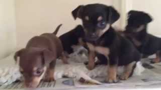 Miniature Chihuahua X Jack Russell Puppies [upl. by Marou]