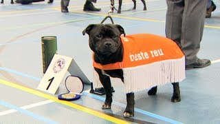 Staffordshire Bull Terrier Club NL Asperen [upl. by Follmer712]