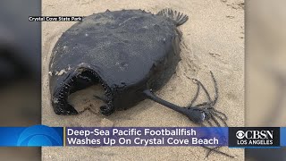 DeepSea Pacific Footballfish Washes Up On Crystal Cove Beach [upl. by Sile301]