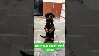 Rottweiler puppy नमस्ते Training session 452 shorts dogtrainingdogtraining [upl. by Nitniuq]