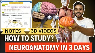 Neuroanatomy in 3 Days  How to study Neuroanatomy mbbs 1st Year [upl. by Wilfreda]