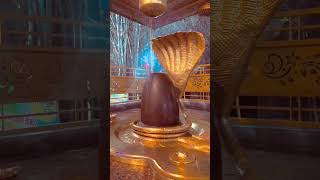 Bramamurari surarchita lingam shiva lingastakam lordshiva mahadev mahakal shorts shortvideo [upl. by Boardman]