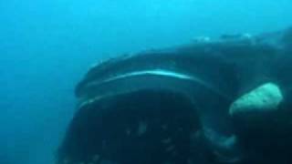 Southern Right Whale  Opening Mouth [upl. by Yht]