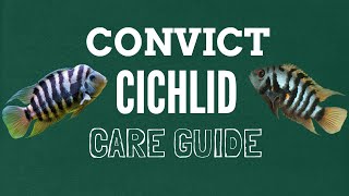 CONVICT CICHLID CARE GUIDE [upl. by Tray]