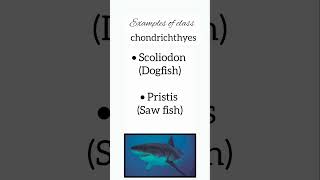 Animal kingdom  class11 examples of class chondricthyes animalkingdom class11 neet example [upl. by Yesor]