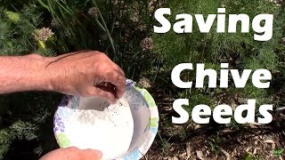 Saving Chive Seeds The Easy Way I Do It Right in Your Garden [upl. by Noswal]