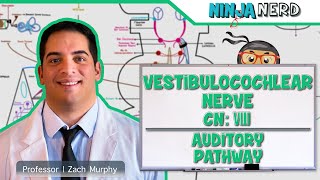 Neurology  Vestibulocochlear Nerve  Cranial Nerve VIII Auditory Pathway [upl. by Odrick998]