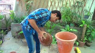 How to Care Lychee Plant  Growing Lychee Plant in A Container  Fruit Tree Urduhindi [upl. by Airemaj]