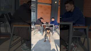 Doberman başka masalardan yemek çalıyo 😱😂 dog doberman [upl. by Laurin393]