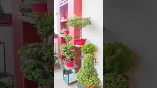 Rooftop topiary garden in Jaipur of Mrs Nageena florafrenzyy florafrenzy plants topiry [upl. by Culbertson420]