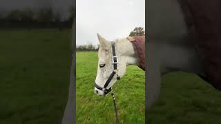 New headcollar 😍 horseeditytshortsviral [upl. by Assillim]