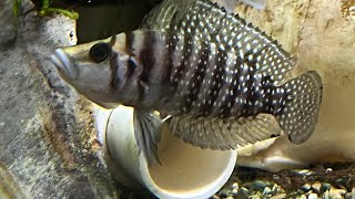 Breeding Altolamprologus calvus and raising babies [upl. by Aisetal504]