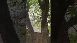 German Shorthaired Pointer Climbs Tree [upl. by Bloem]