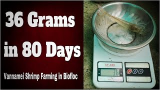 Vannamei Shrimp Farming in Biofloc  80 Days Growth Update [upl. by Fedak497]