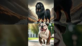 pitbull vs Tibetan clam Tibetan clam vs bulldog bulldog vs chihuahua animals dog shorts [upl. by Aseyt377]