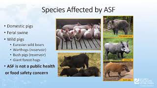 Phases and Types of an African Swine Fever Outbreak in the US [upl. by Hesoj689]