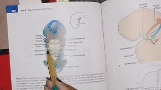 Development of head and Neck part 1 embryology [upl. by Greenlee146]