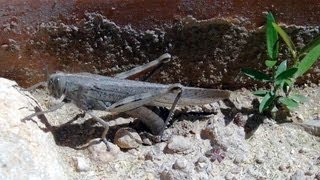 Langosta migratoria oavando eierlegende Heuschrecke egglaying Locust Anacridium aegyptium [upl. by Salas]