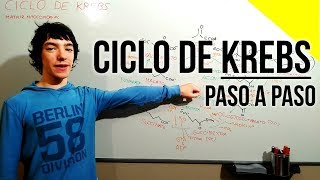 Ciclo de Krebs en 1 minuto [upl. by Eunice]