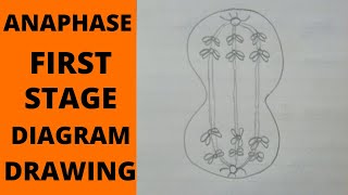 Anaphase 1 Stage  How to Draw Anaphase 1 Stages of Meiosis  What is Anaphase and Anaphase 1 Stage [upl. by Enyrhtak]