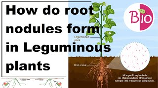 How do root nodules form in Leguminous plants by Simply The Best BIO [upl. by Ahseinat]