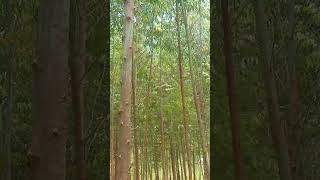 How to grow wealth by planting eucalyptus trees tree farming kenya [upl. by Udenihc]